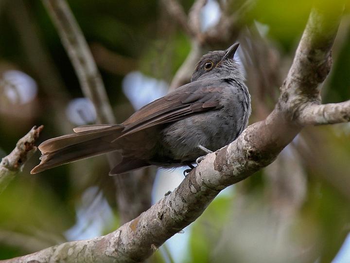 Chestnut-capped Piha