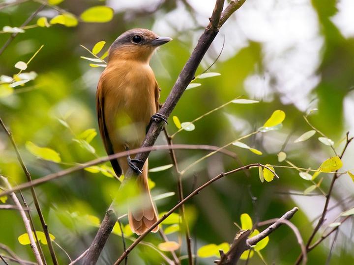 Chestnut-crowned Becard