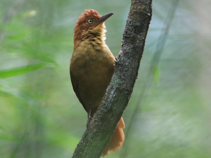 Henna-capped Foliage-gleaner