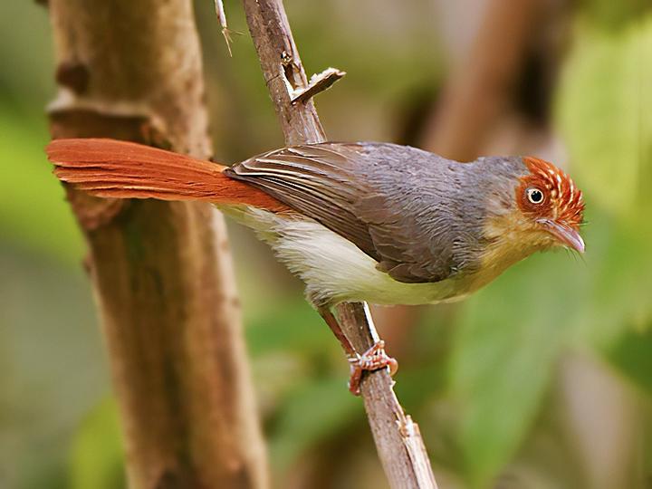 Chestnut-capped Flycatcher