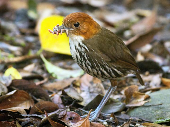 Chestnut-crowned Antpitta