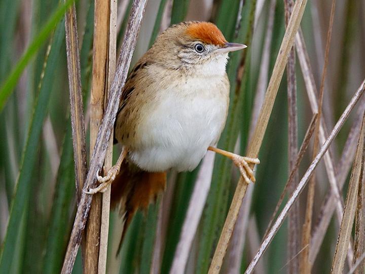 Bay-capped Wren-Spinetail