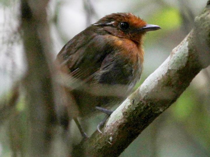 Chestnut-crowned Gnateater