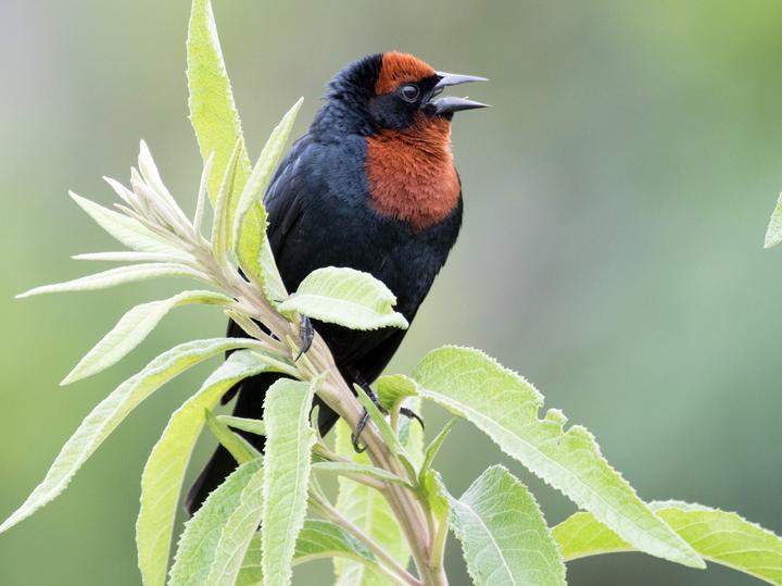 Chestnut-capped Blackbird