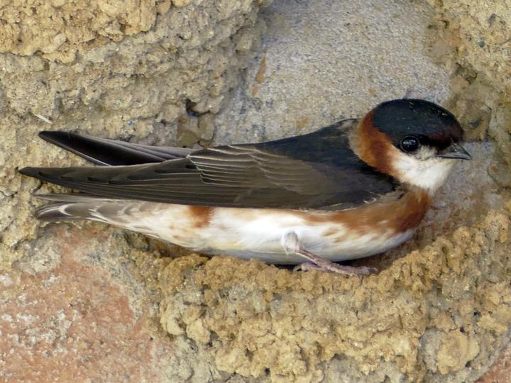 Chestnut-collared Swallow