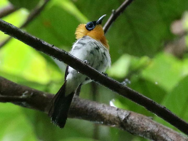 Ochre-collared Monarch