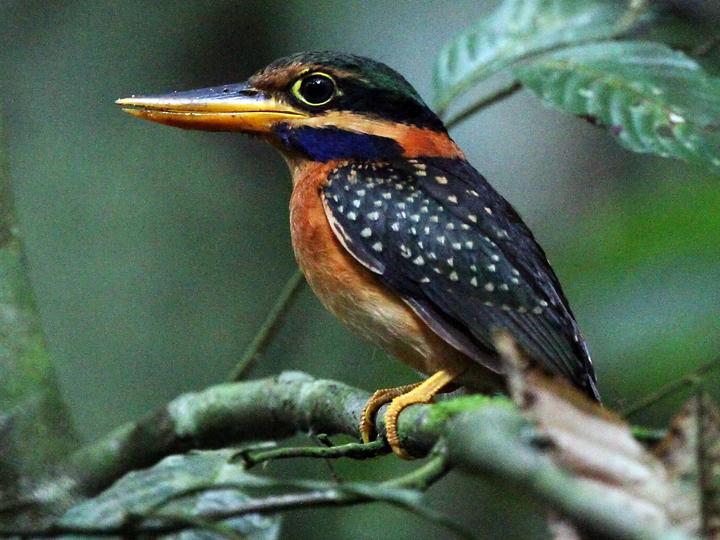 Rufous-collared Kingfisher