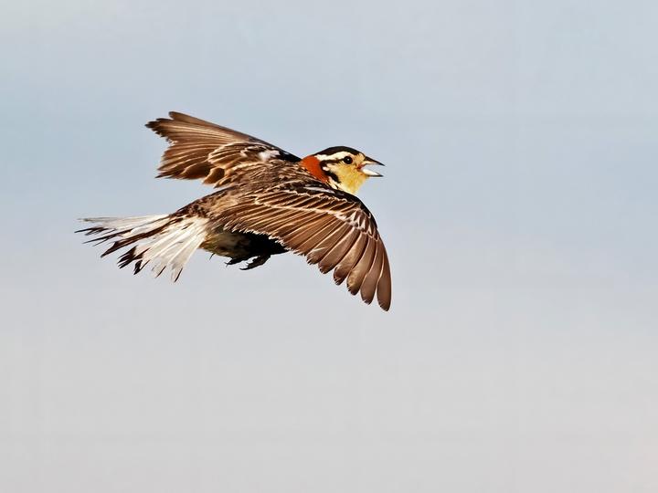 Chestnut-collared Longspur