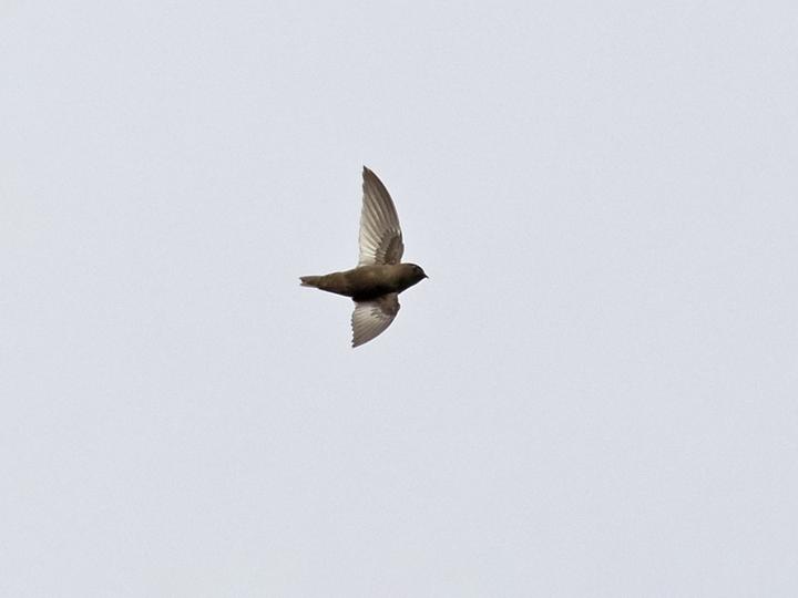 Chestnut-collared Swift