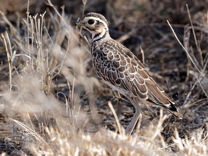 Three-banded Courser