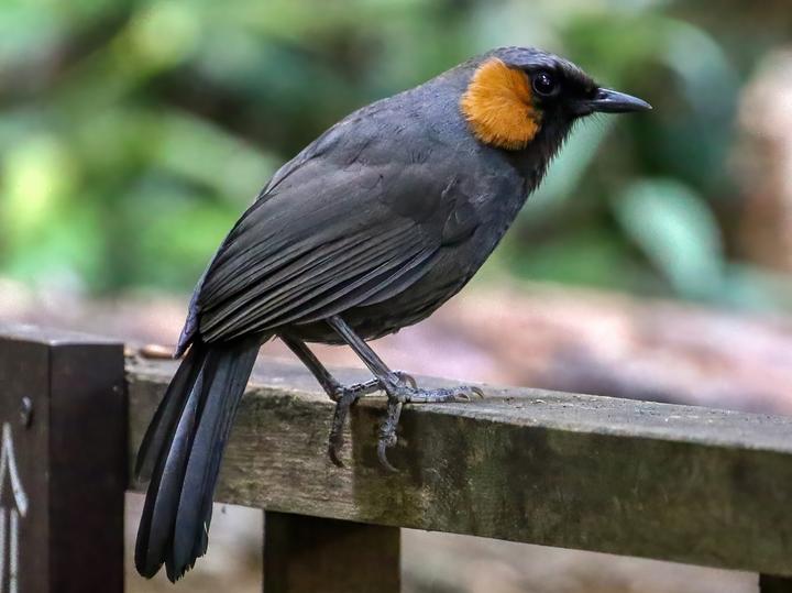 Rufous-cheeked Laughingthrush
