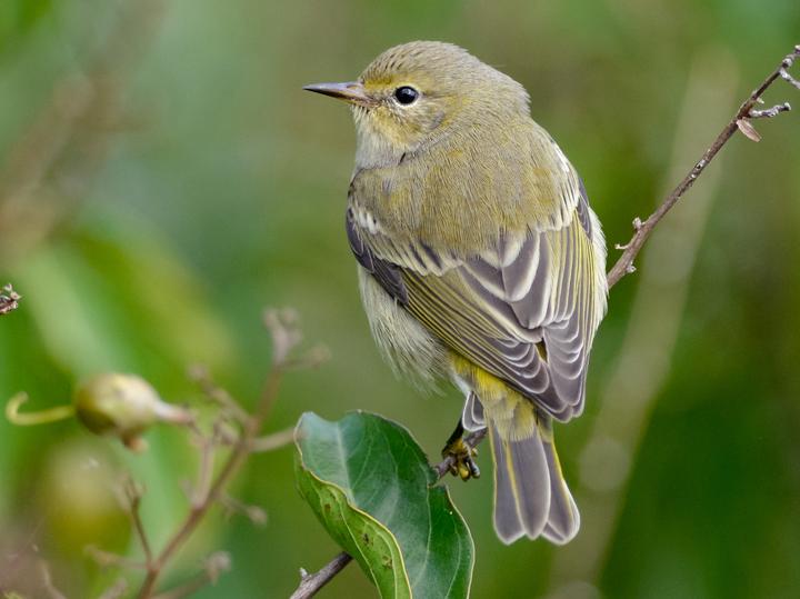 Cape May Warbler
