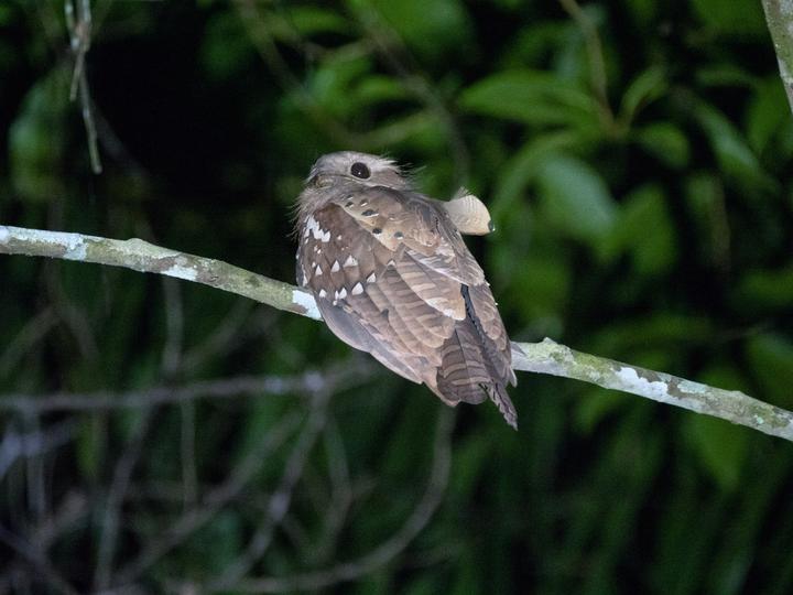 Dulit Frogmouth