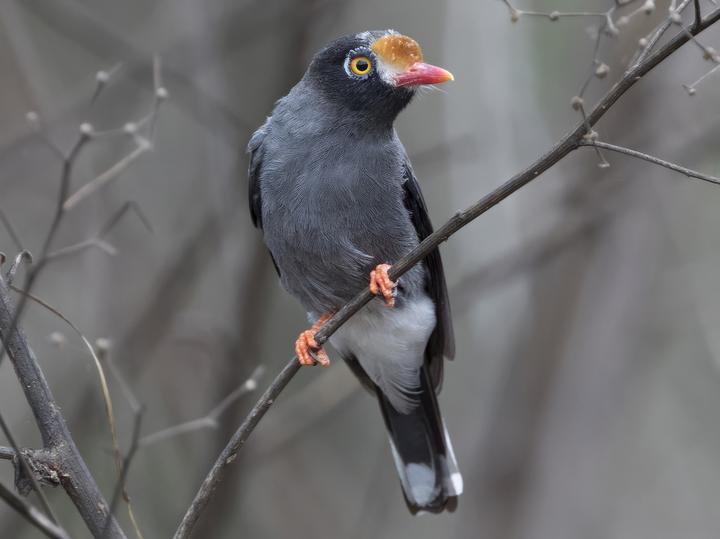 Chestnut-fronted Helmetshrike