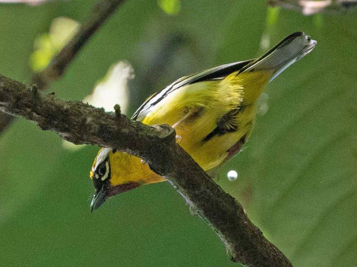 Clicking Shrike-babbler