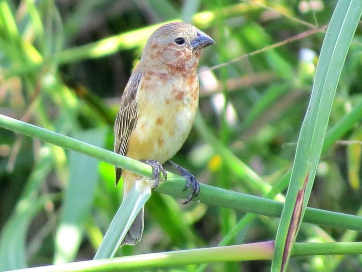 Chestnut Seedeater
