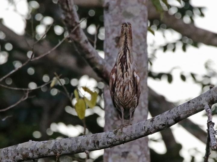栗鳽