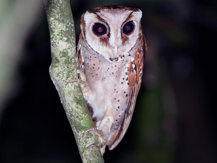 Oriental Bay Owl