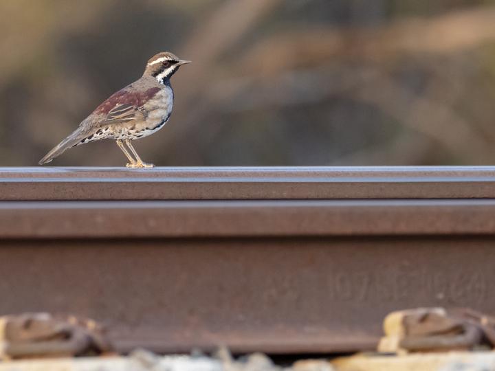 Chestnut Quail-thrush