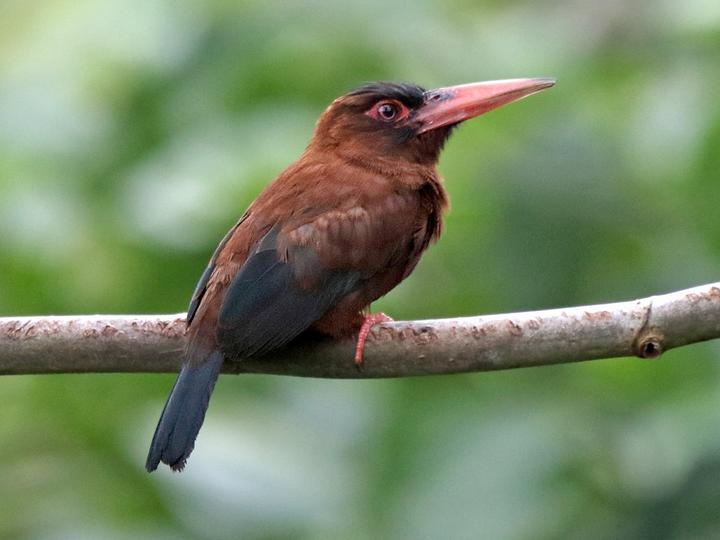 Purus Jacamar