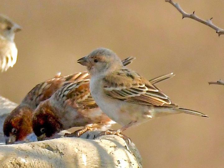 Chestnut Sparrow