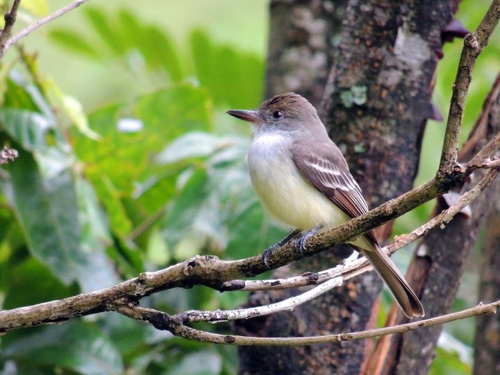 Grenada Flycatcher
