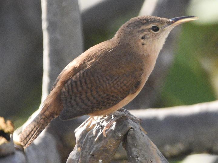 Grenada Wren