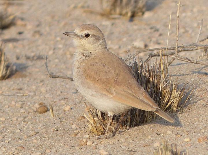 Gray's Lark