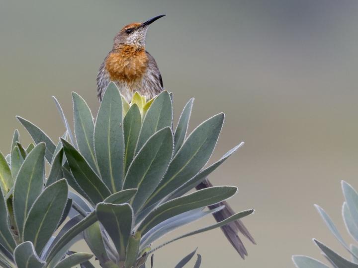 Gurney's Sugarbird