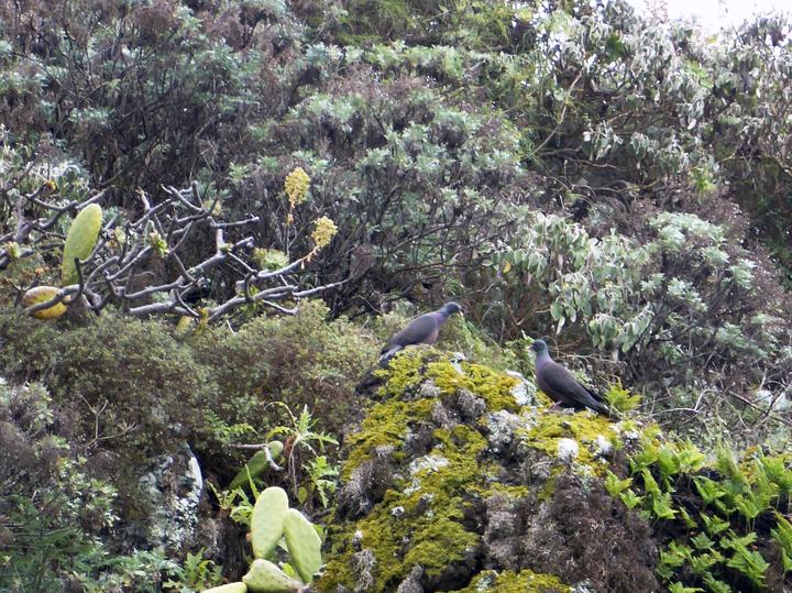 Laurel Pigeon