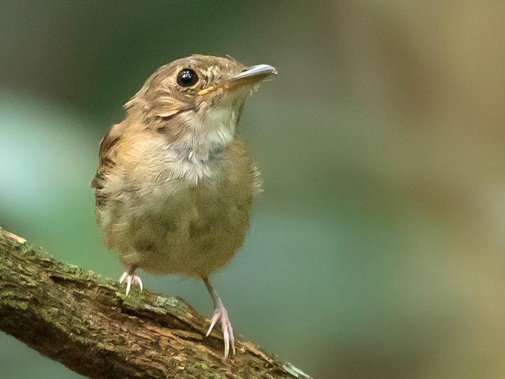 Cinnamon-crested Spadebill