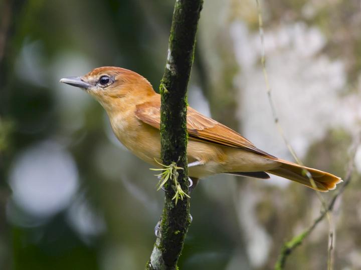 Cinnamon Becard