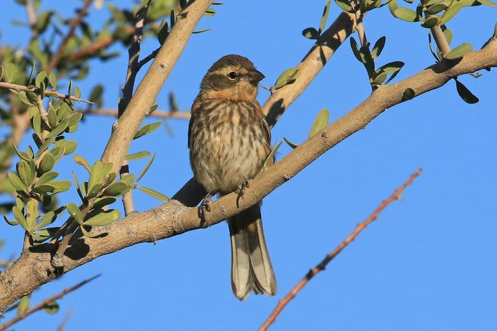 Cinnamon Warbling Finch