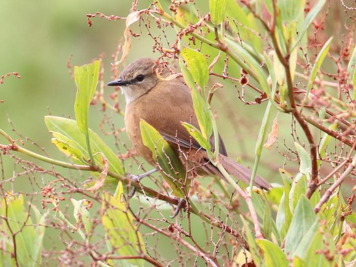 Cinnamon Bracken Warbler
