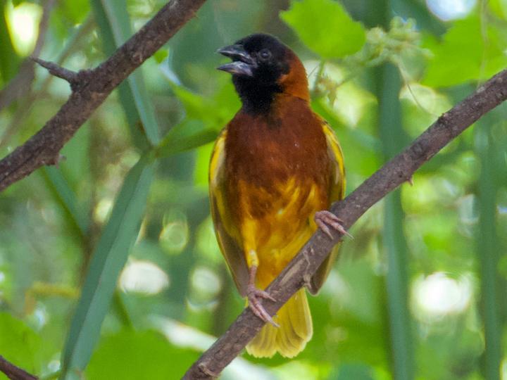 Cinnamon Weaver