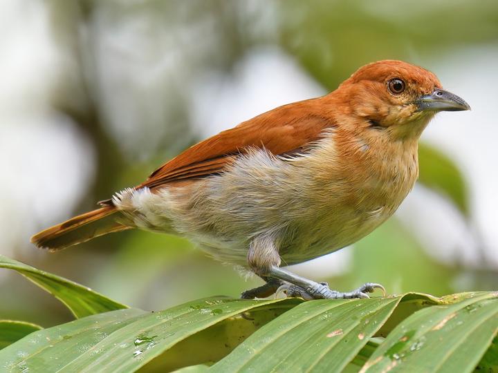 Cinnamon Ibon