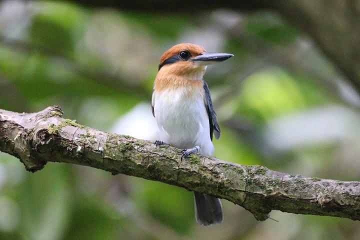 Guam Kingfisher
