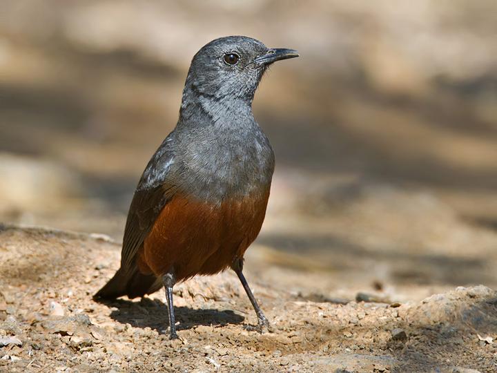 Mocking Cliff Chat
