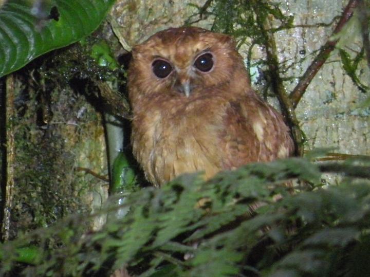 Cinnamon Screech Owl