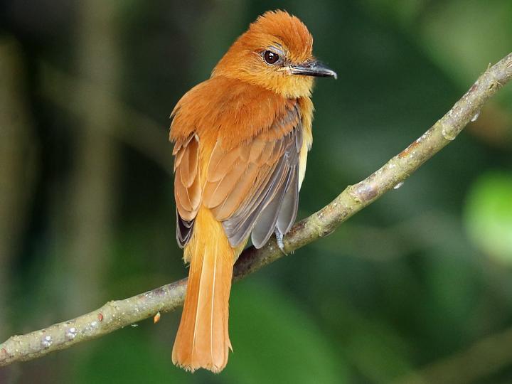 Cinnamon Attila