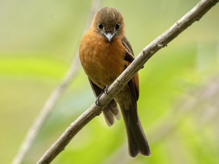 Cinnamon Flycatcher