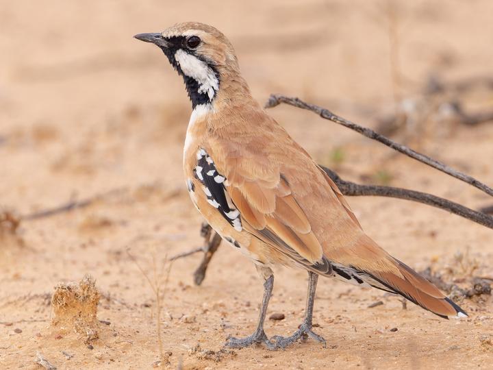 Cinnamon Quail-thrush