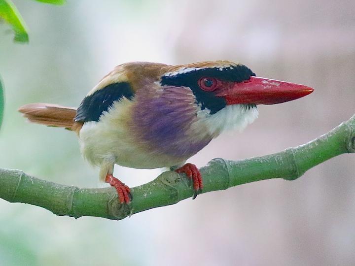 Sangihe Lilac Kingfisher