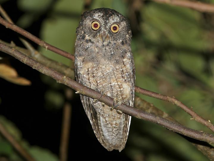 Sangihe Scops Owl