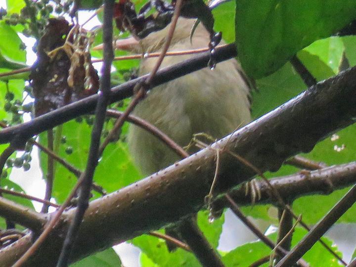 Sanford's White-eye