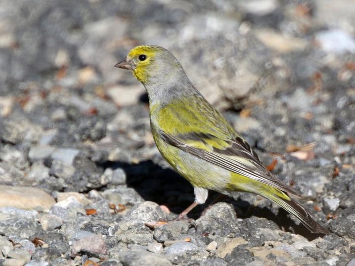 Citril Finch