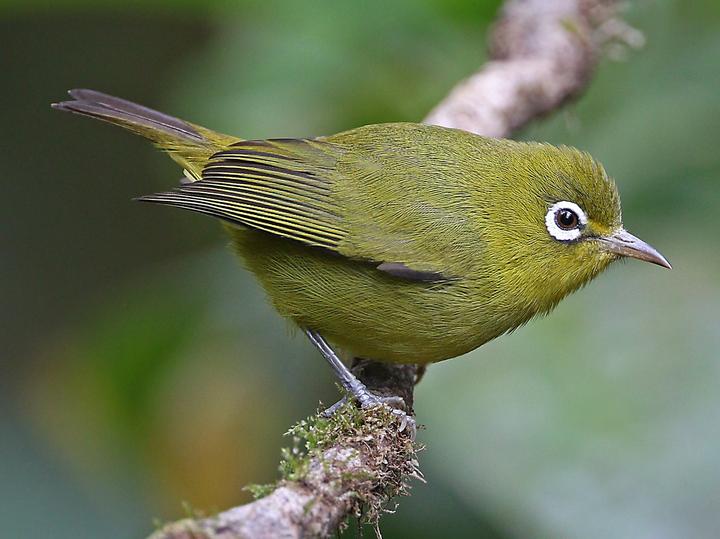 Meratus White-eye