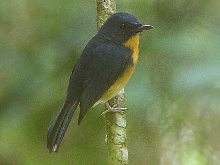 Meratus Blue Flycatcher