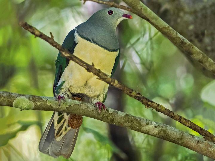 Cream-breasted Fruit Dove