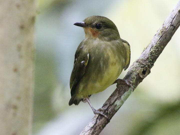Club-winged Manakin